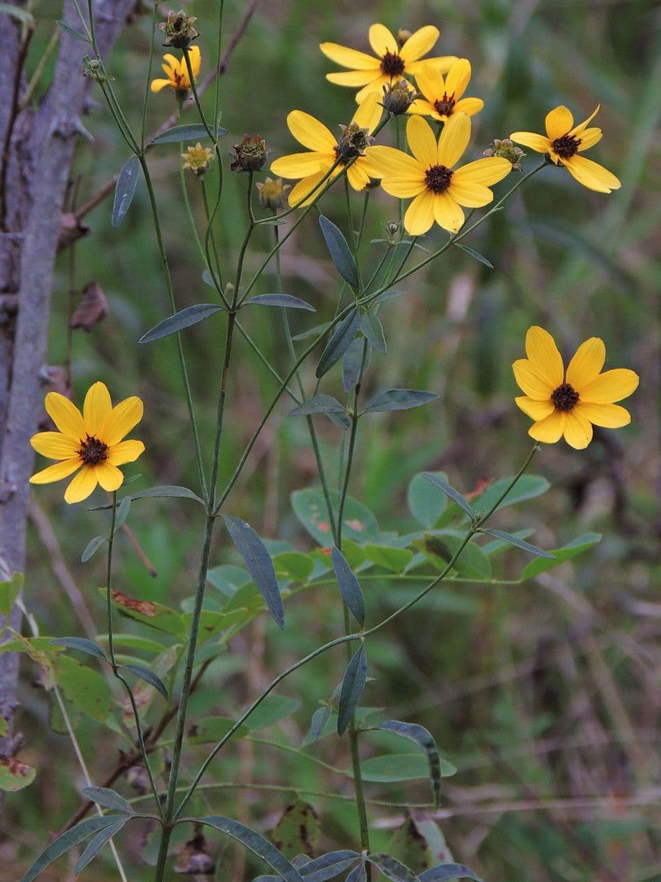 Coreopsis 8