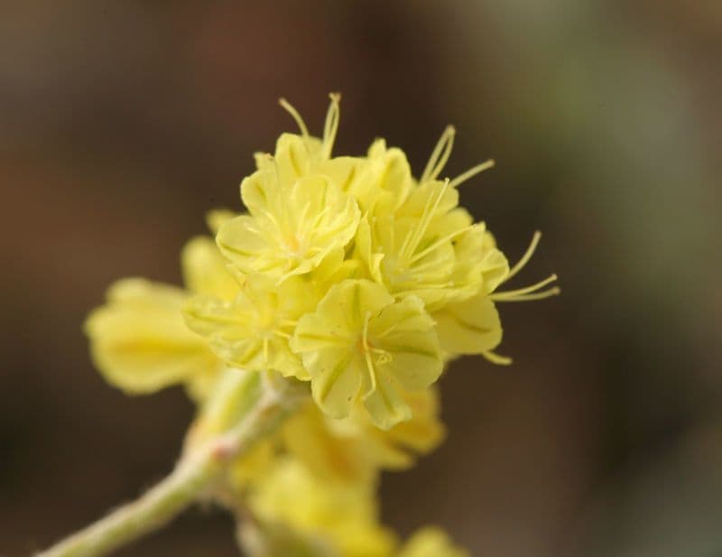 Blue mountain buckwheat 2