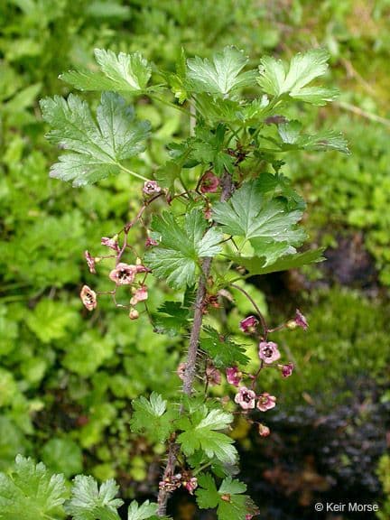 Ribes lacustre 12