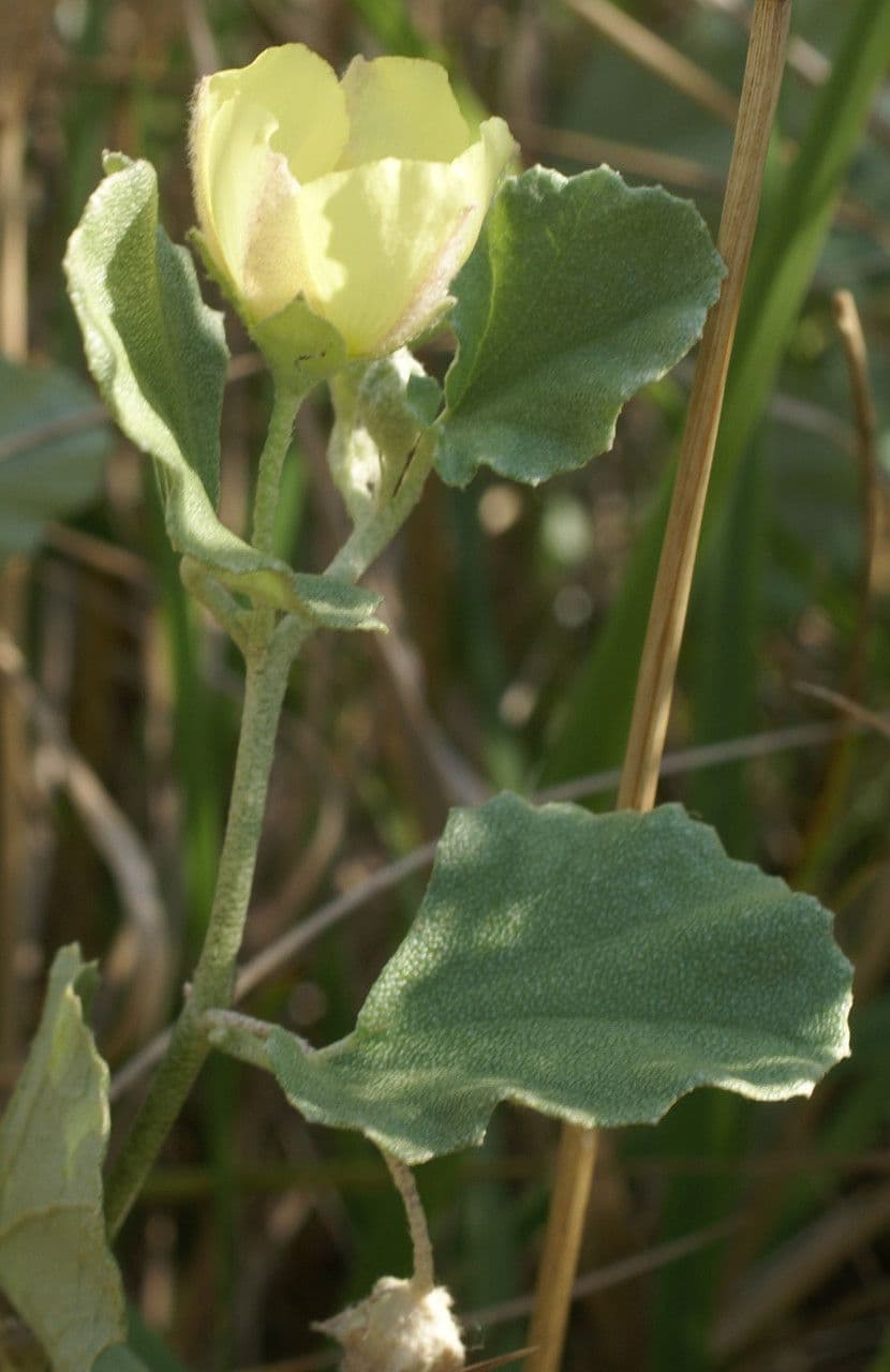Malvella leprosa 13
