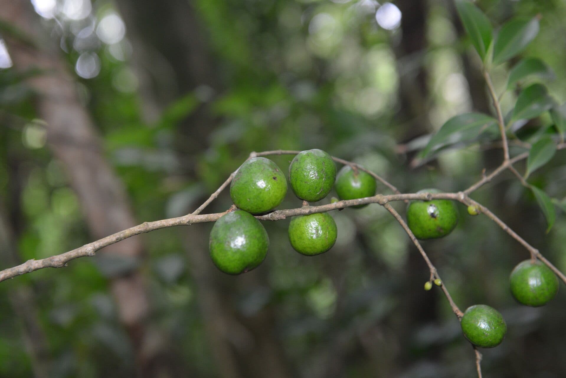 Eugenia 2