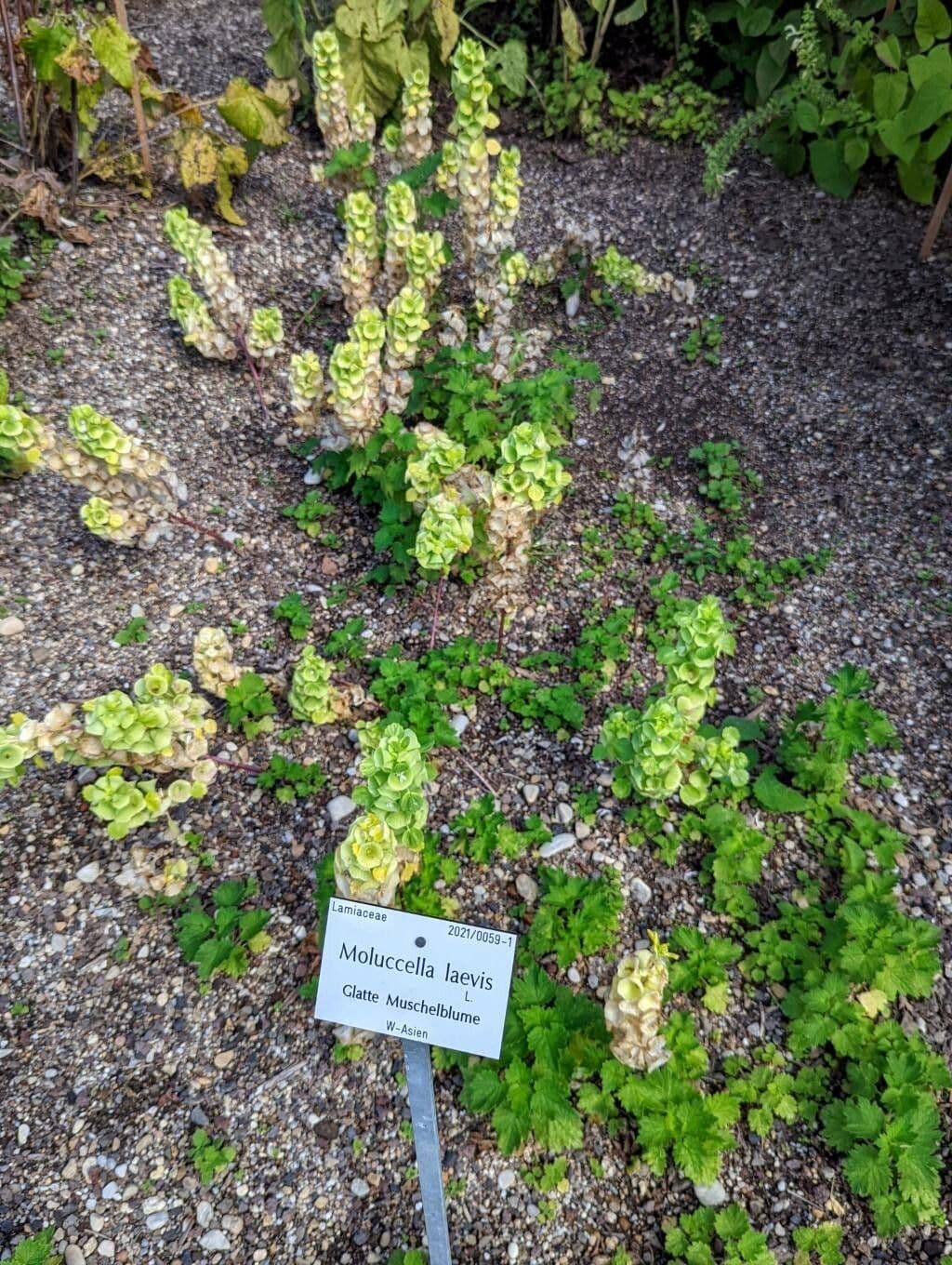 Glockenblume 11