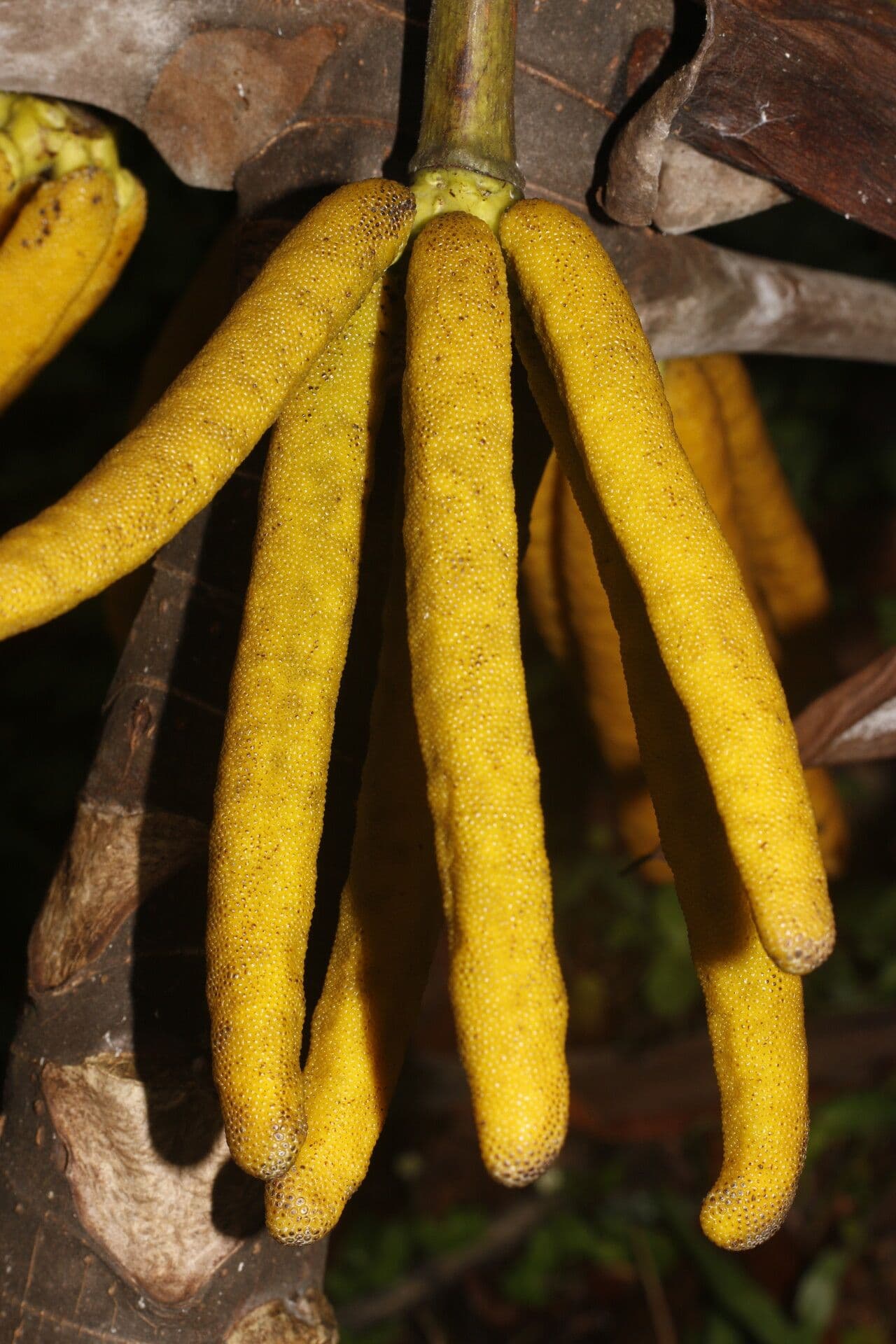 Albero di guarumo