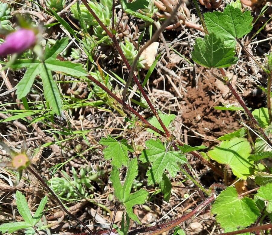 Malva di Creta 15