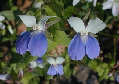 Collinsia primaverile 3