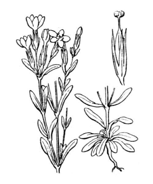 Fiordaliso minore