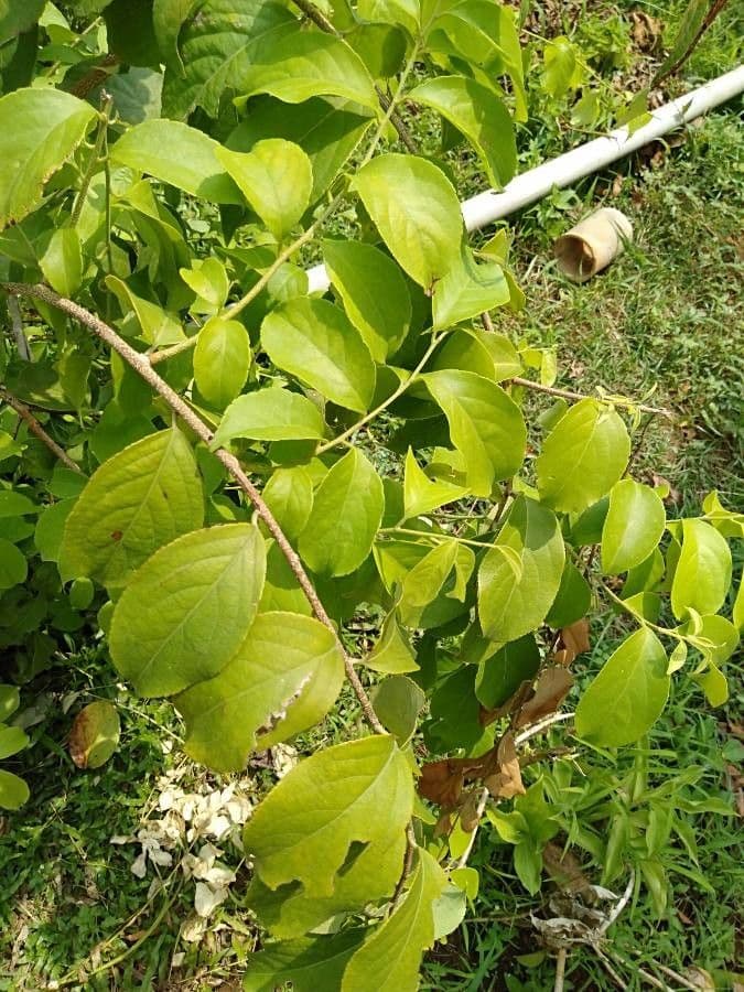 Oriental bittersweet 15