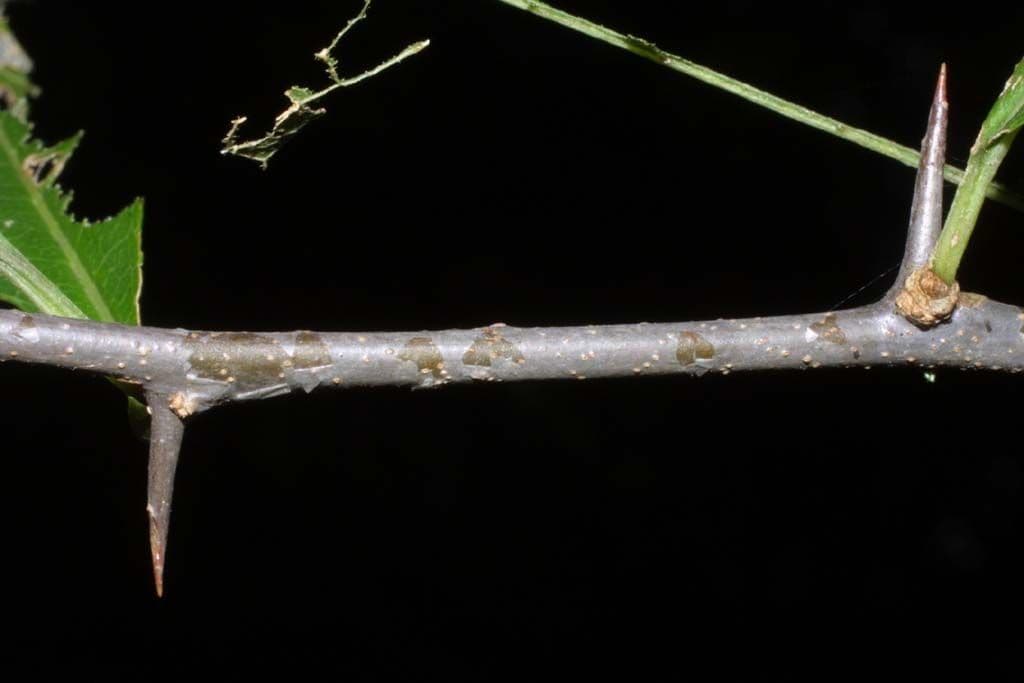Sideroxylon 13