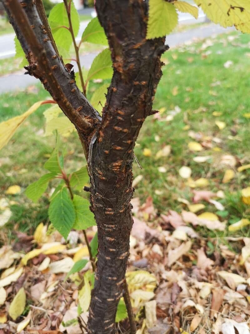 Prunus tomentosa 24