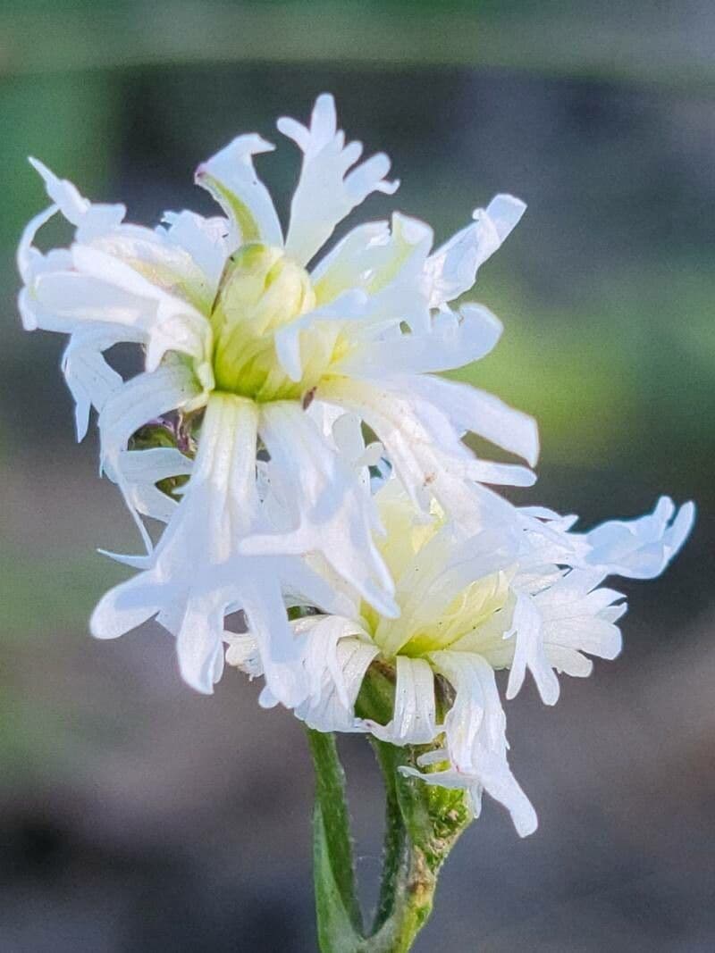 Silene 5