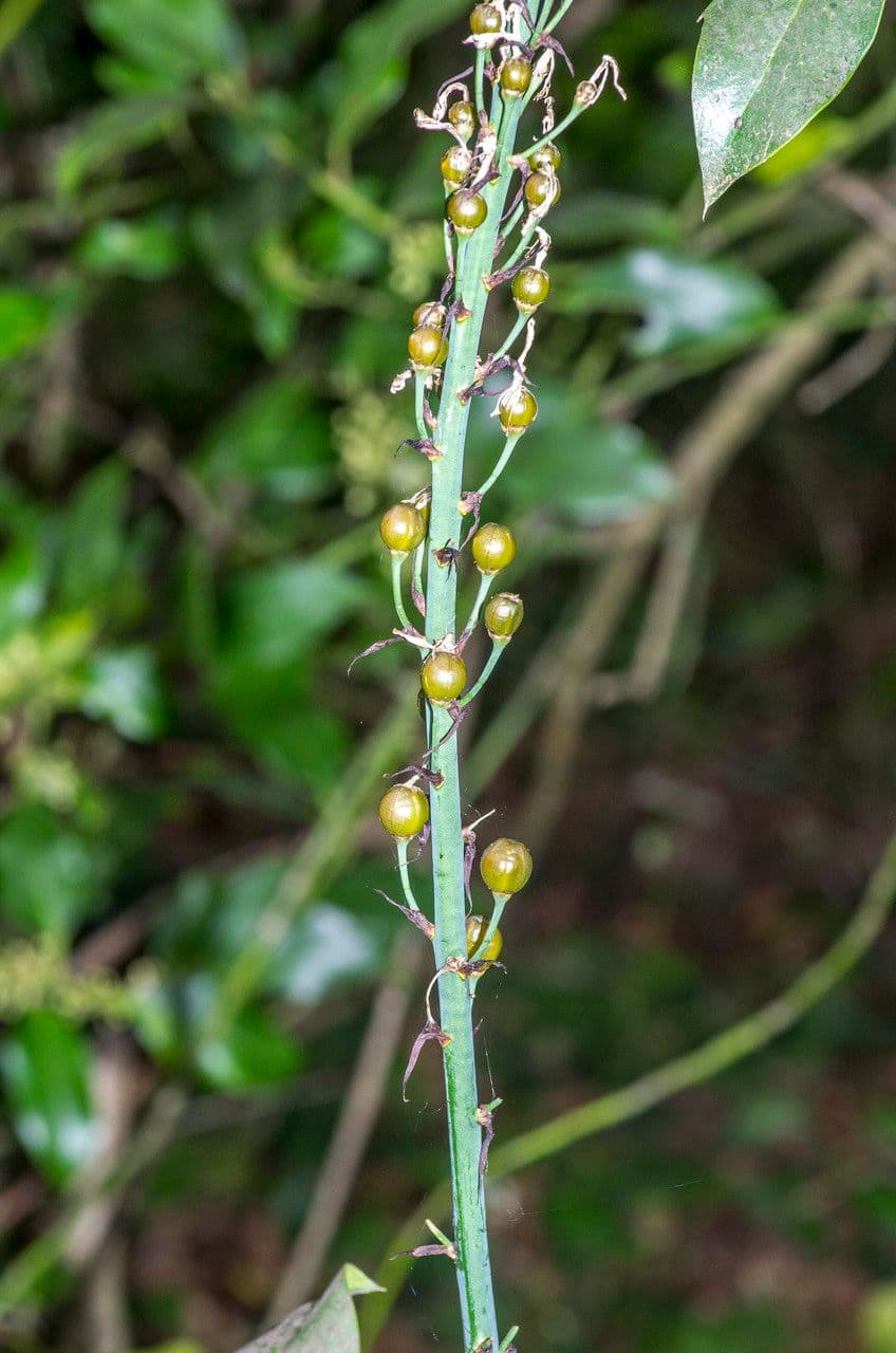 Asfodelo bianco 29
