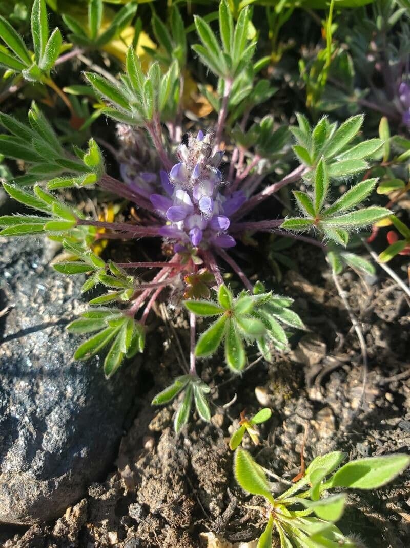 Rostiger Lupine 7