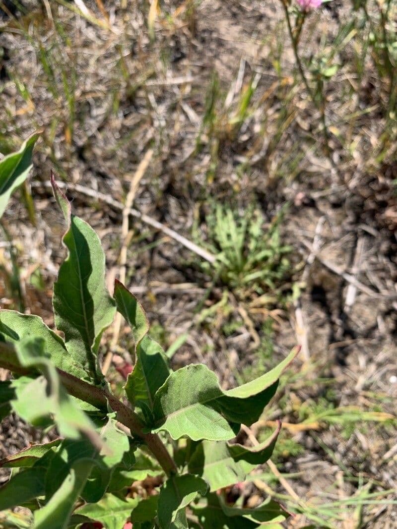 Hairy evening primrose 16