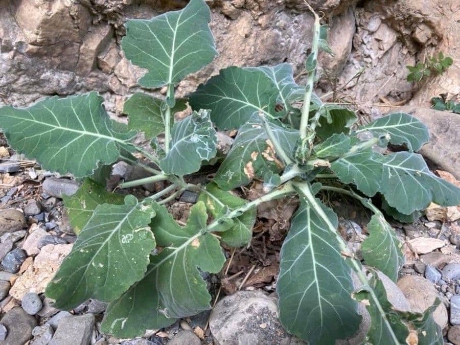 Cavolo 2