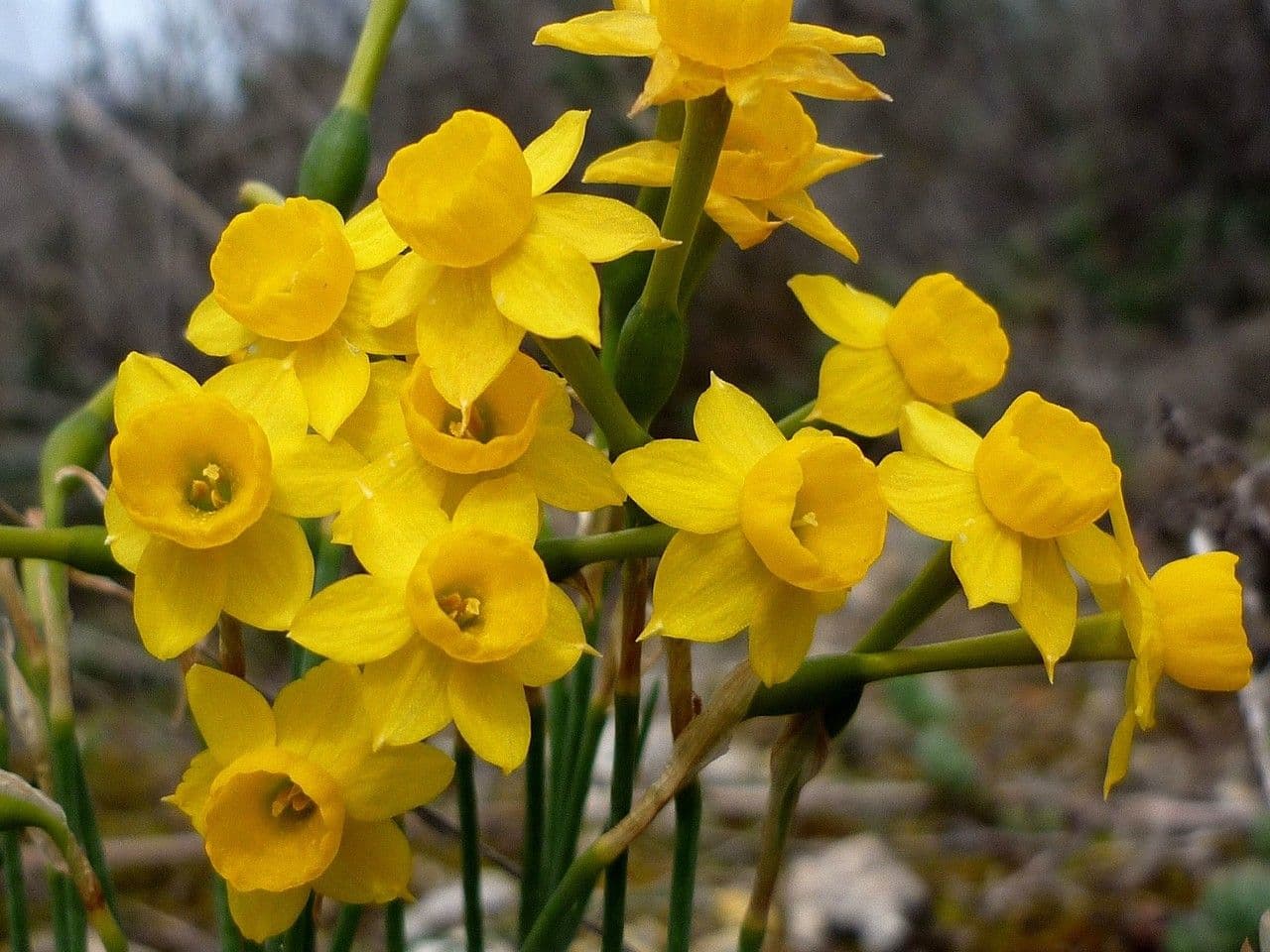 Narciso 6