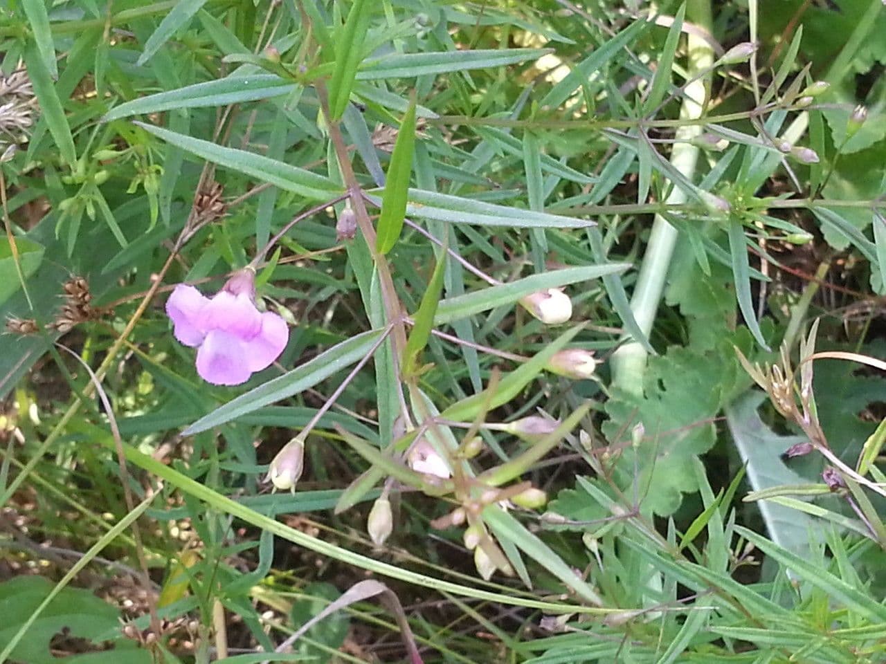 Schmalblättriges Gauklerblümchen 9