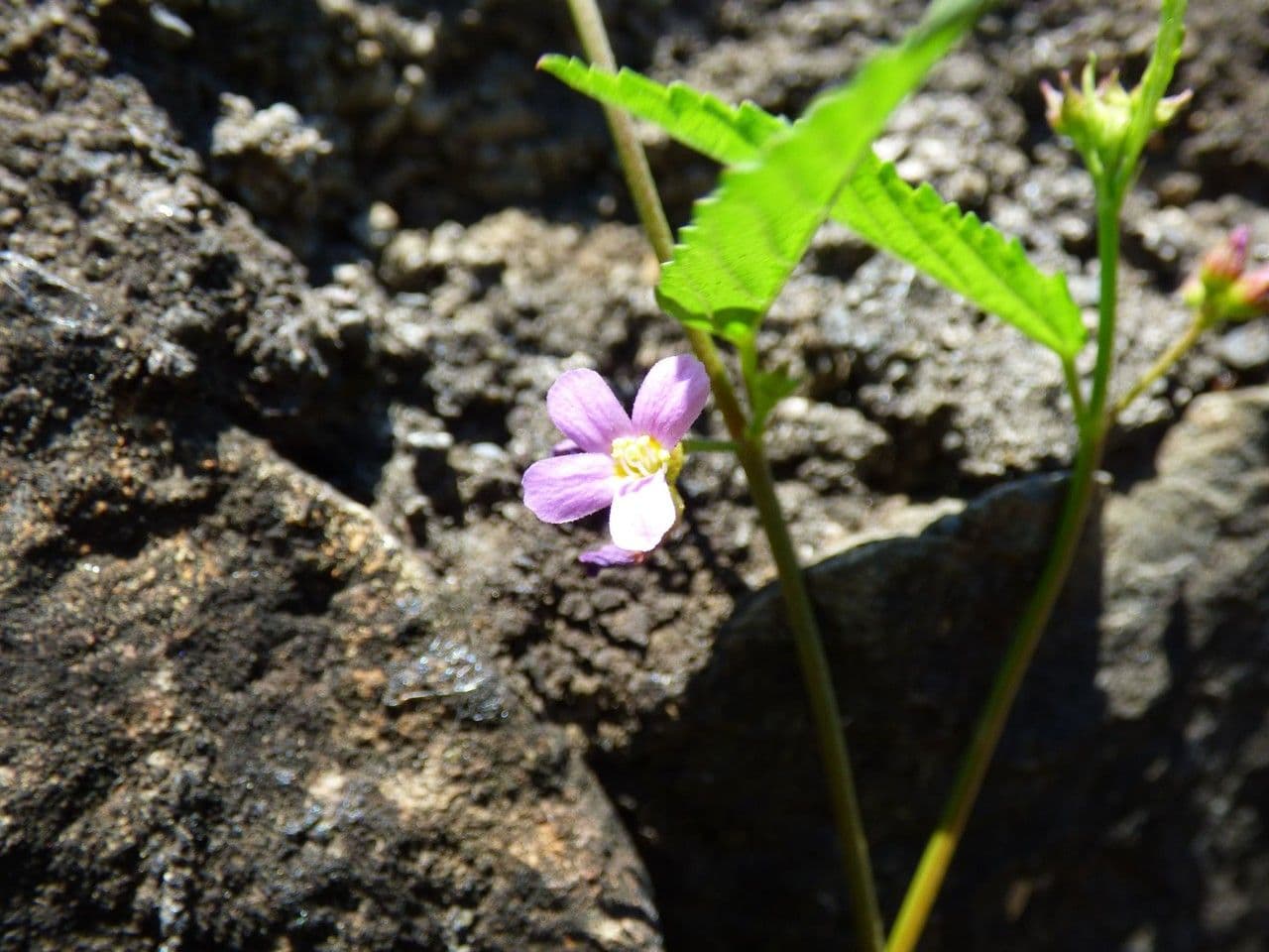 Pyramidenblume 8