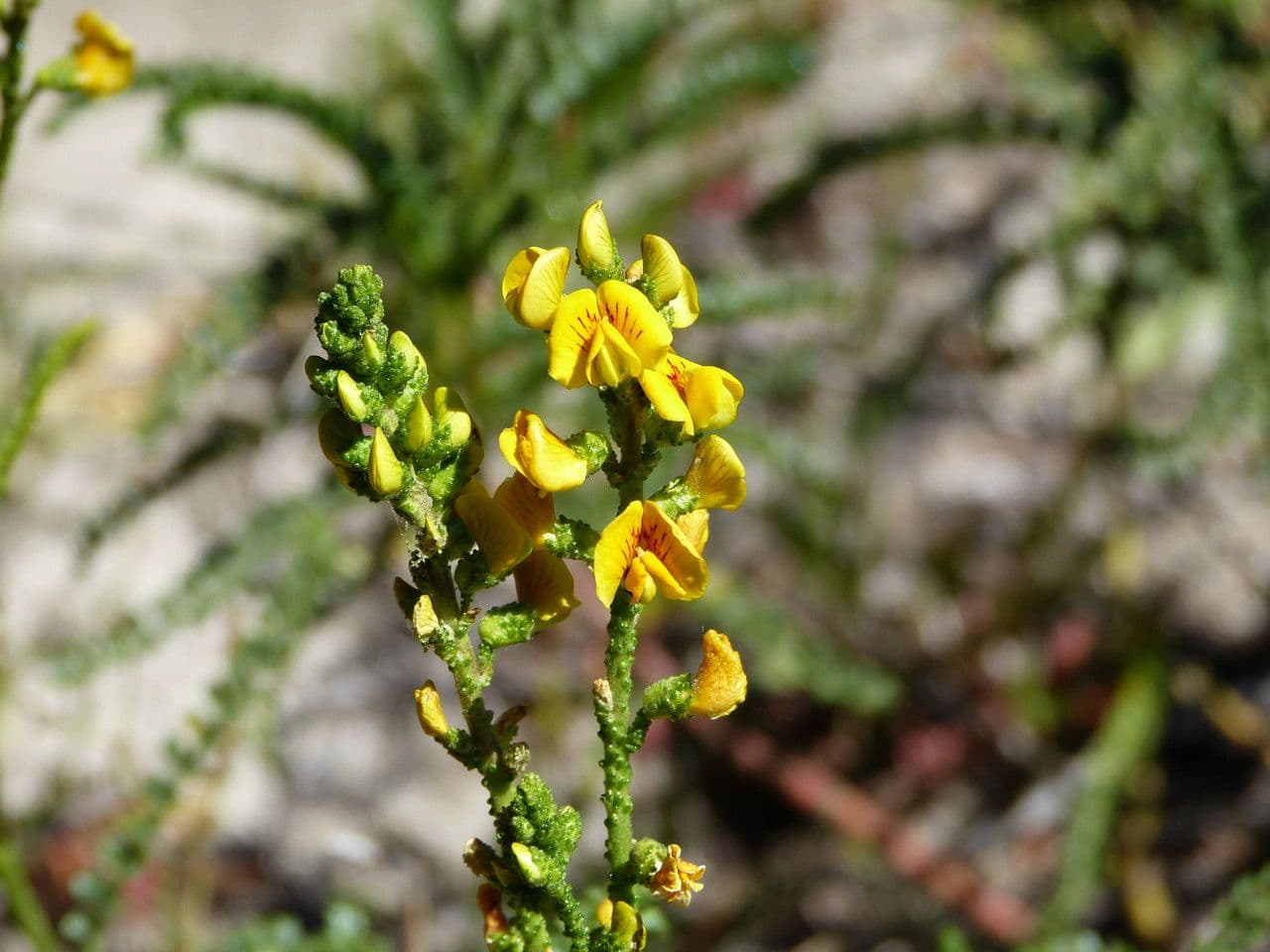Adesmia 8