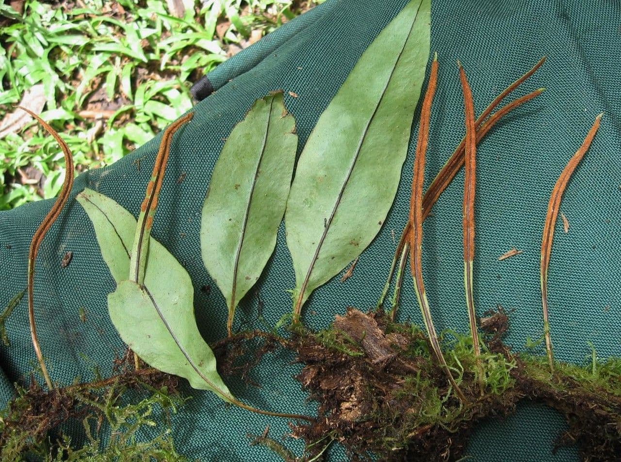 Pleopeltis