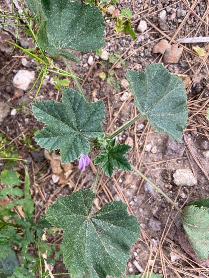 Malva multiflora 20