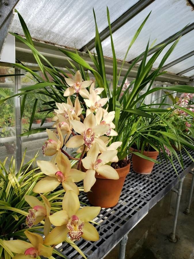 Cymbidium 6