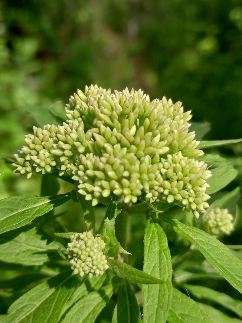 Eupatorio 28