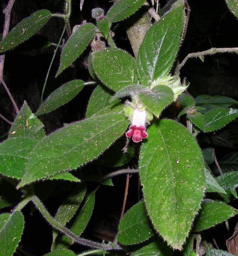 Drymonia pelosa 18