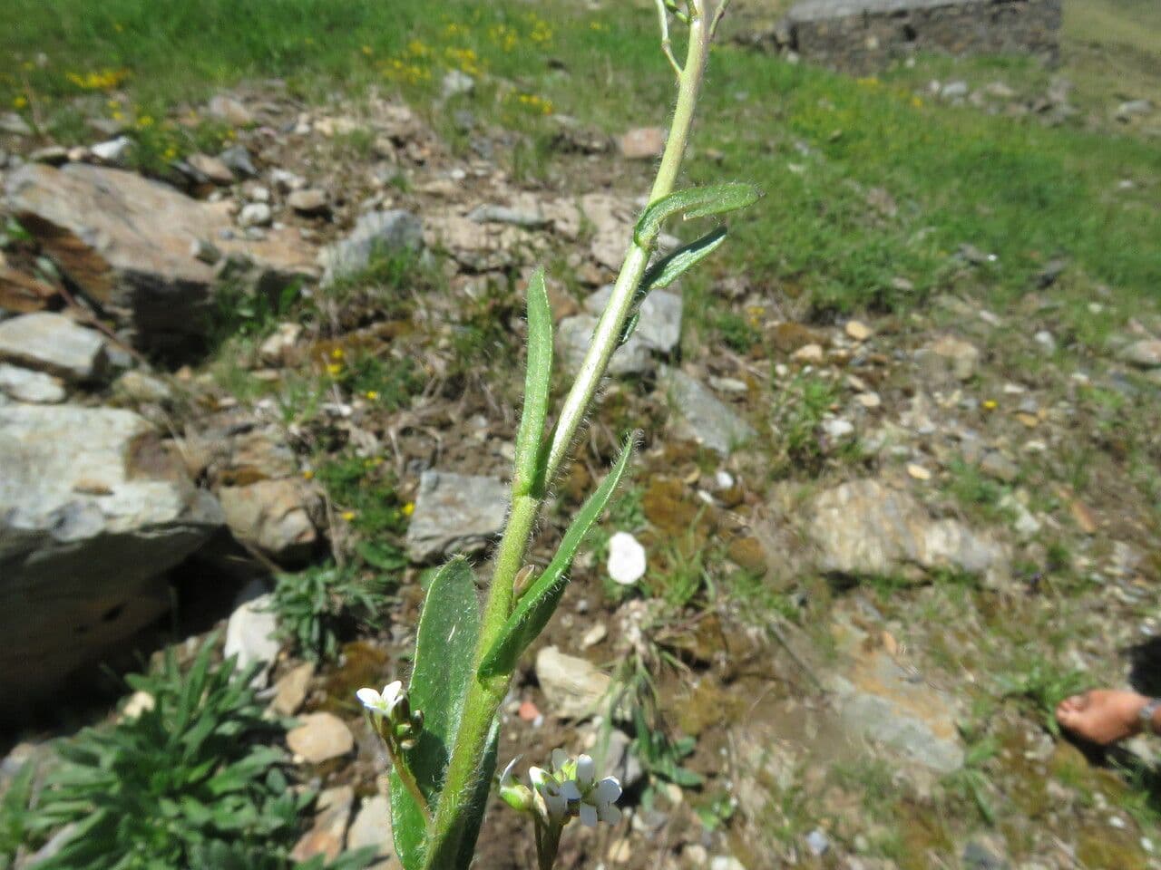 Arabis ciliata 17