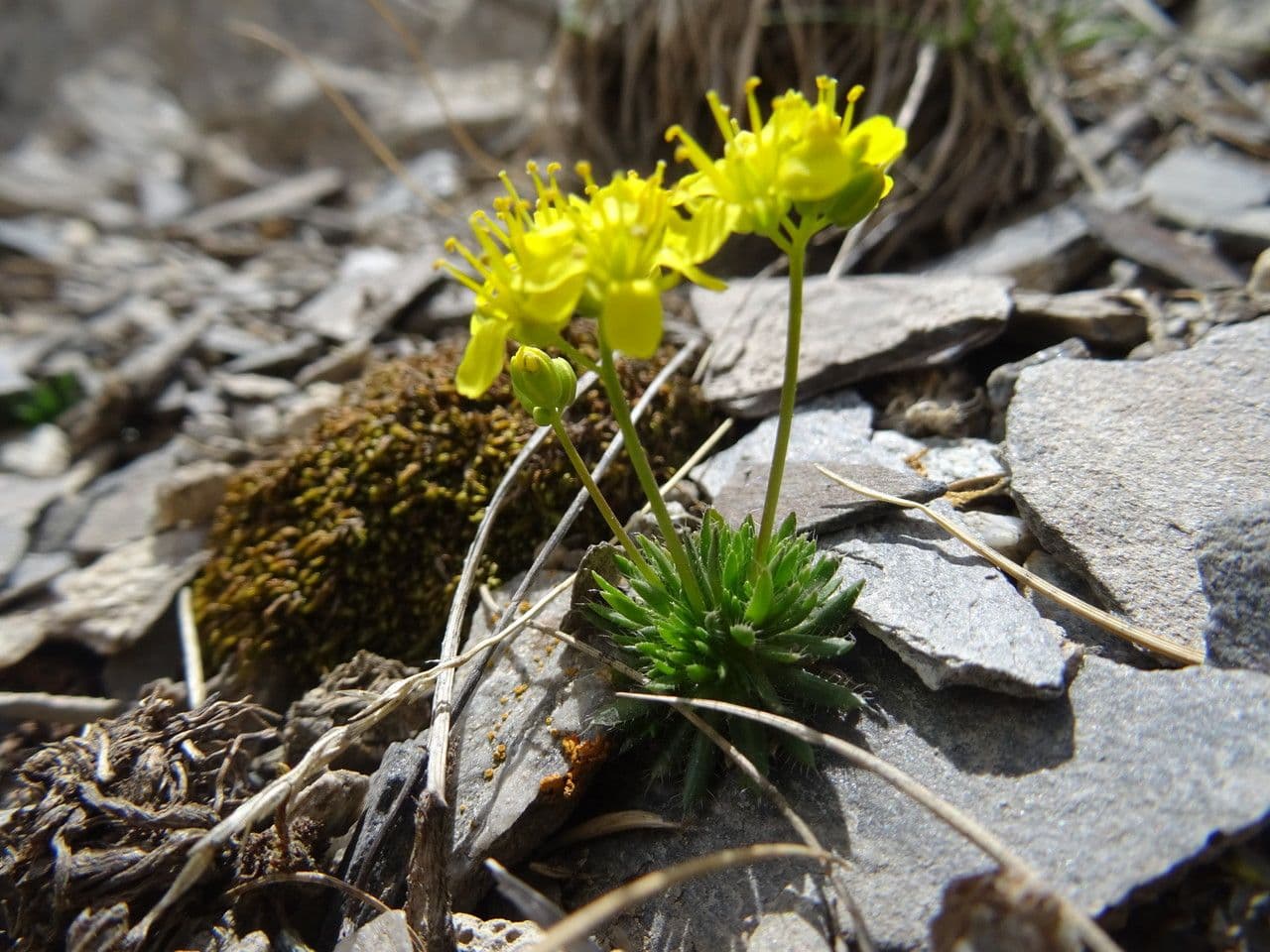 Draba aizoides 22