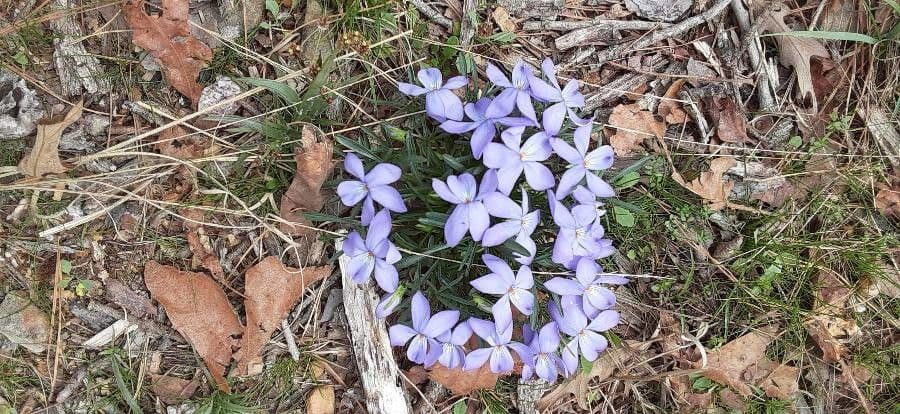 Viola pedata 19