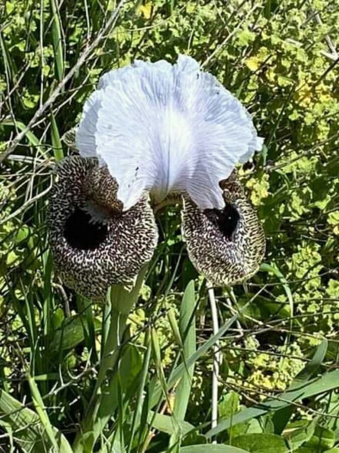 Iris