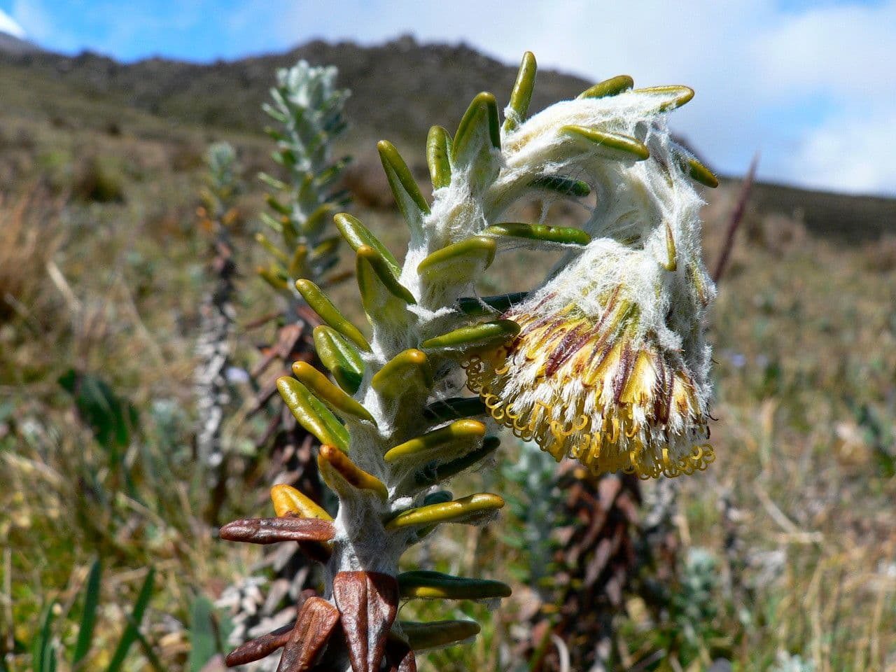 Lasiocephalus