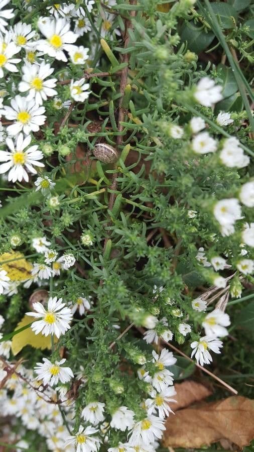 Heide-Herbst-Aster 14
