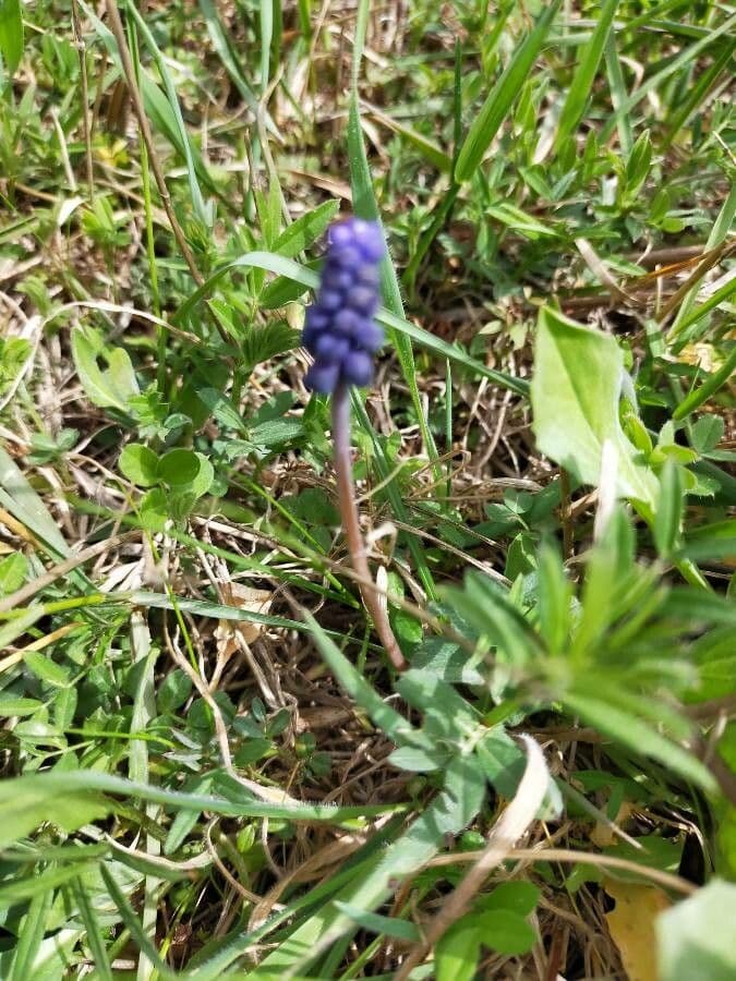 Muscari azzurro 4