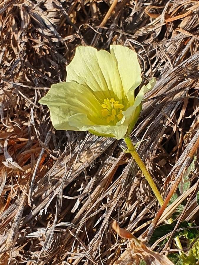 Monsonia 6