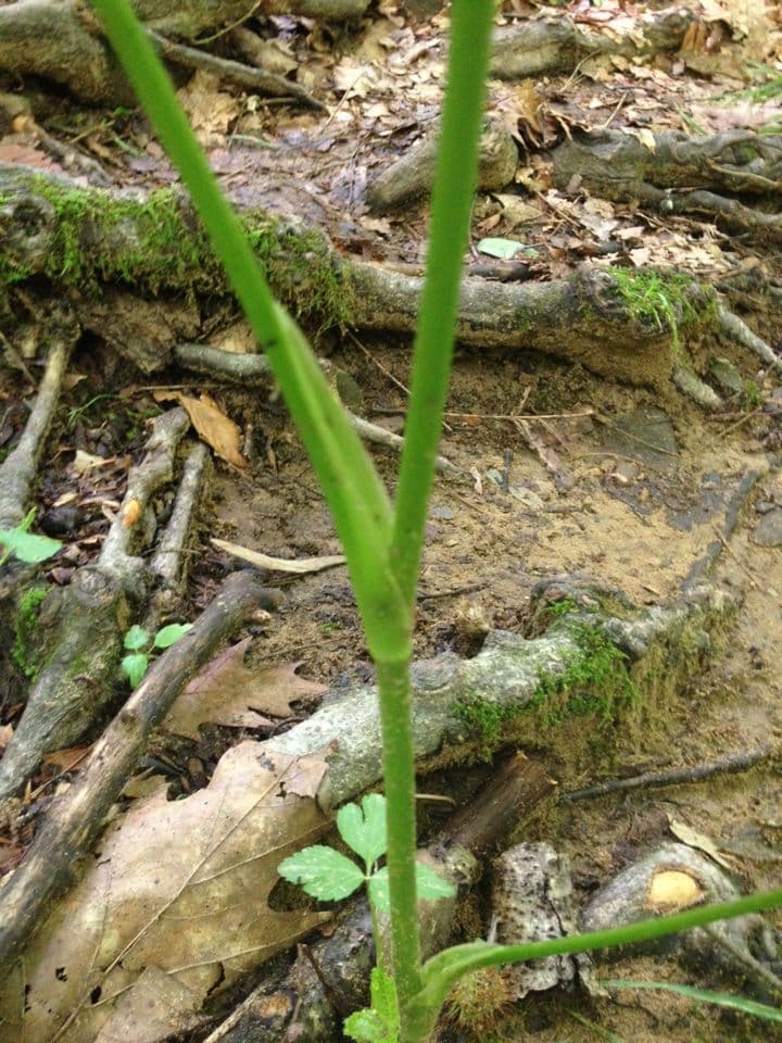 Criptotaenia canadensis 19
