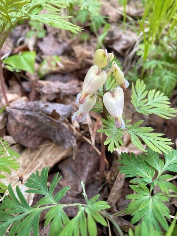 Dicentra canadese 5