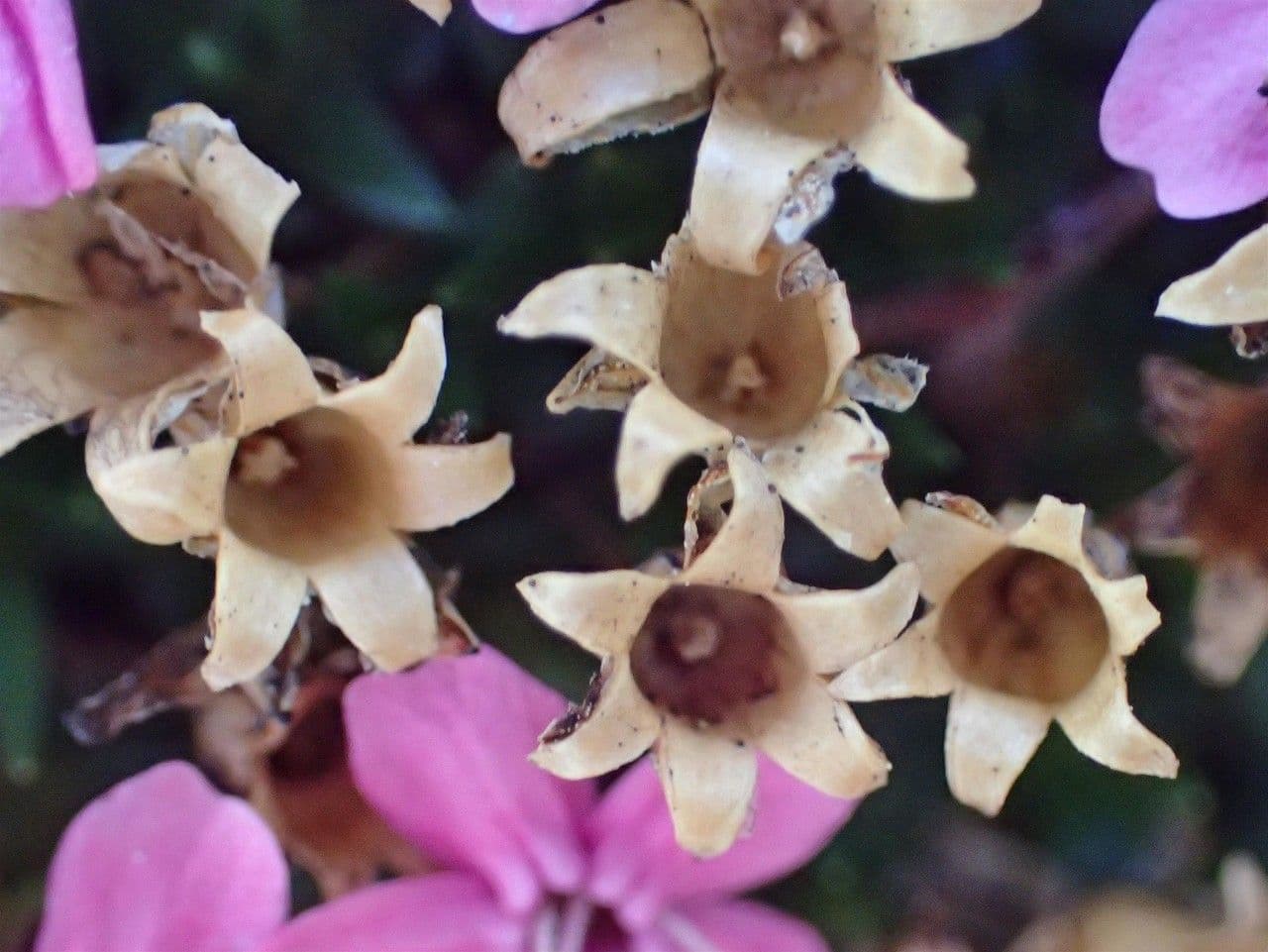 Silene a cuscinetto 3