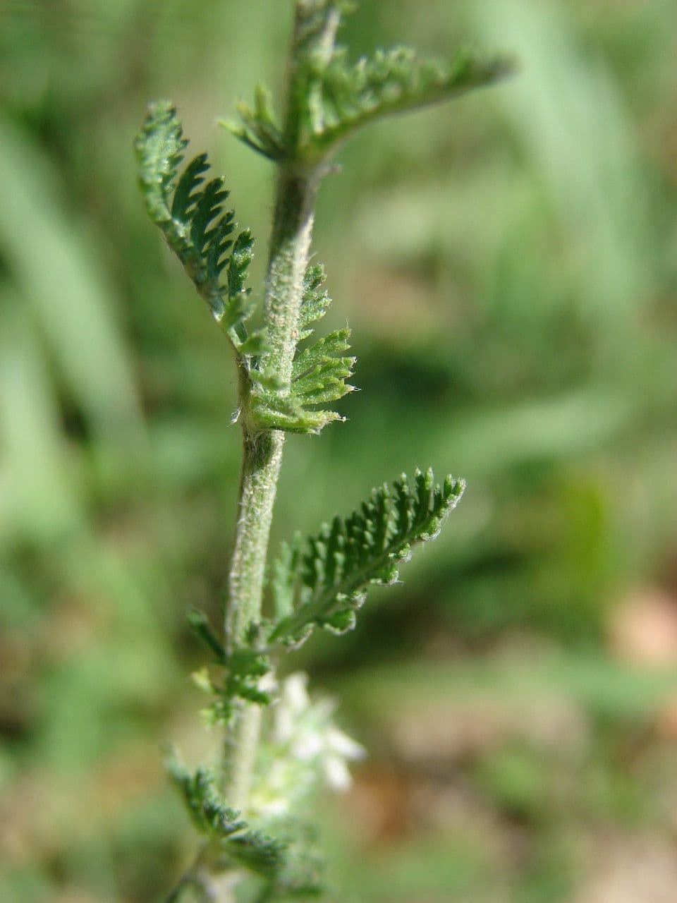 Achillea odorata 17
