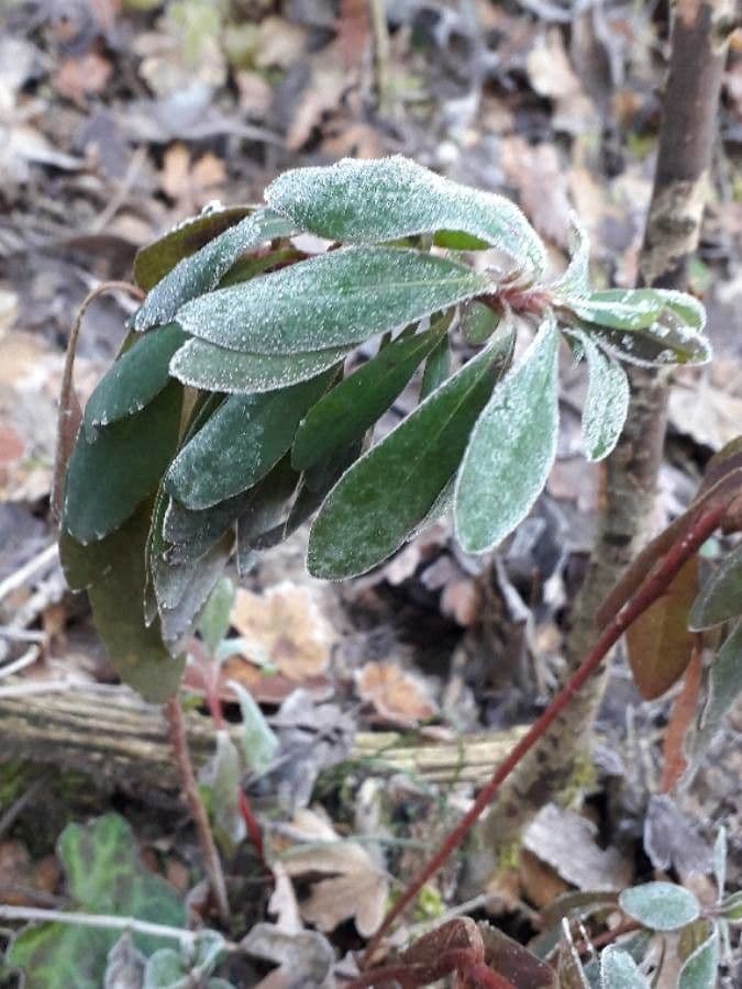 Olivella 17