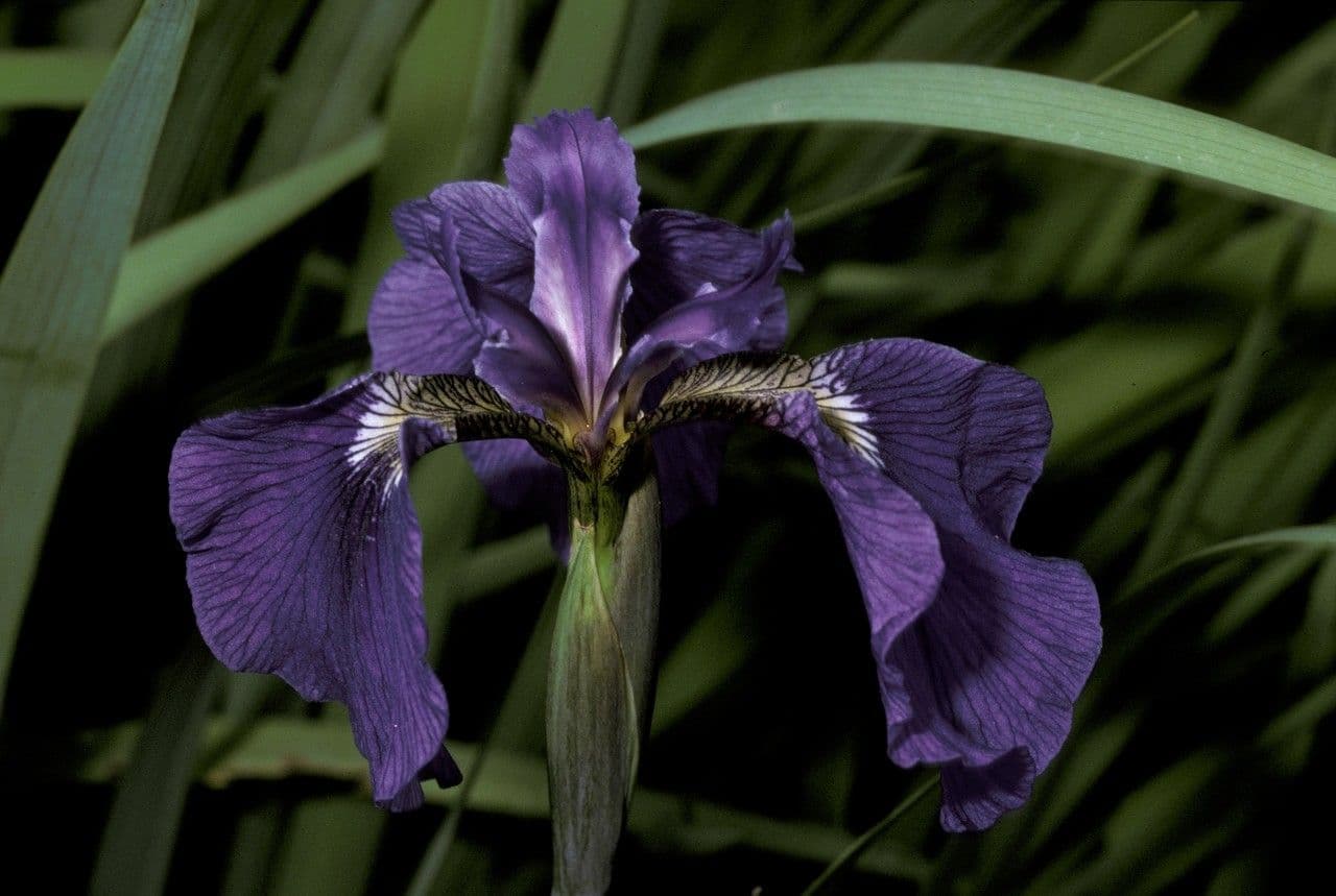 Iris 2