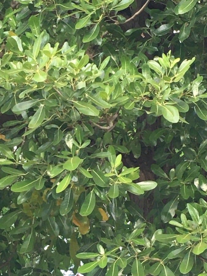 Tabebuia bledá 20