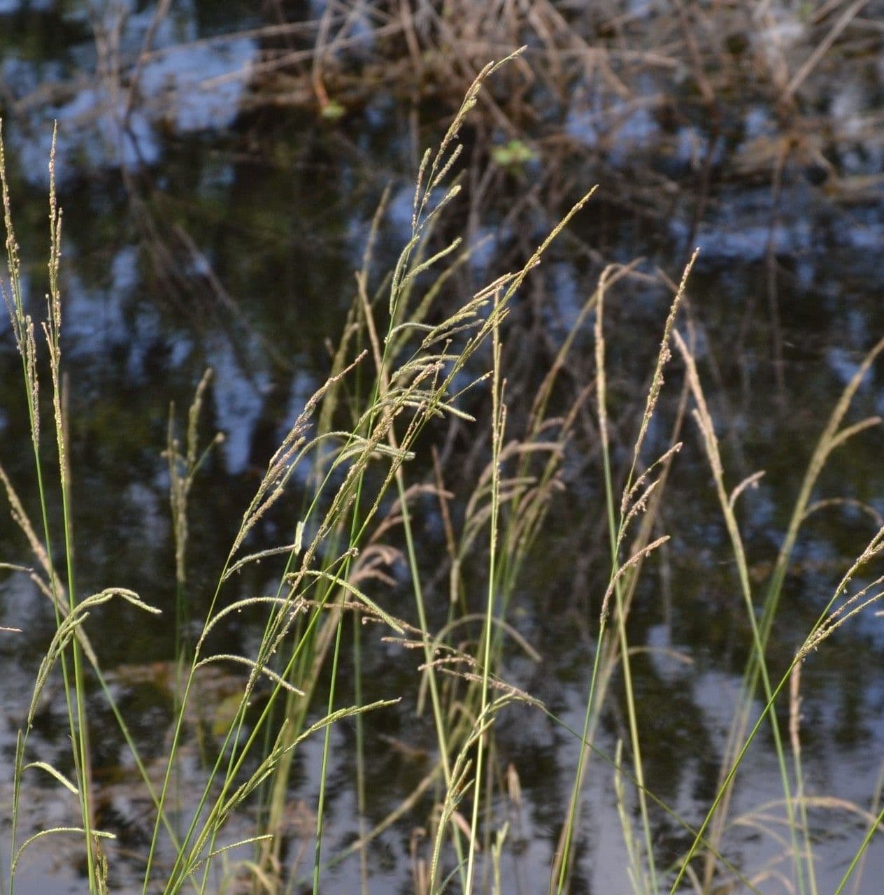Urville-Paspalum 11