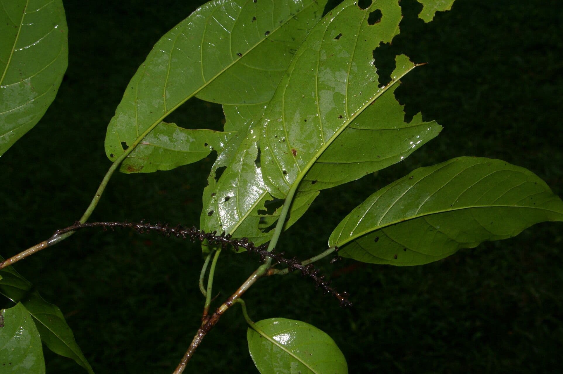 Coccoloba 3