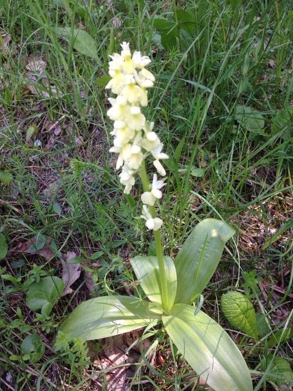 Orchide pallida 12