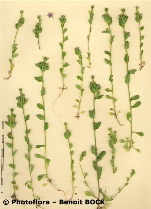 Legousia hybrida 21