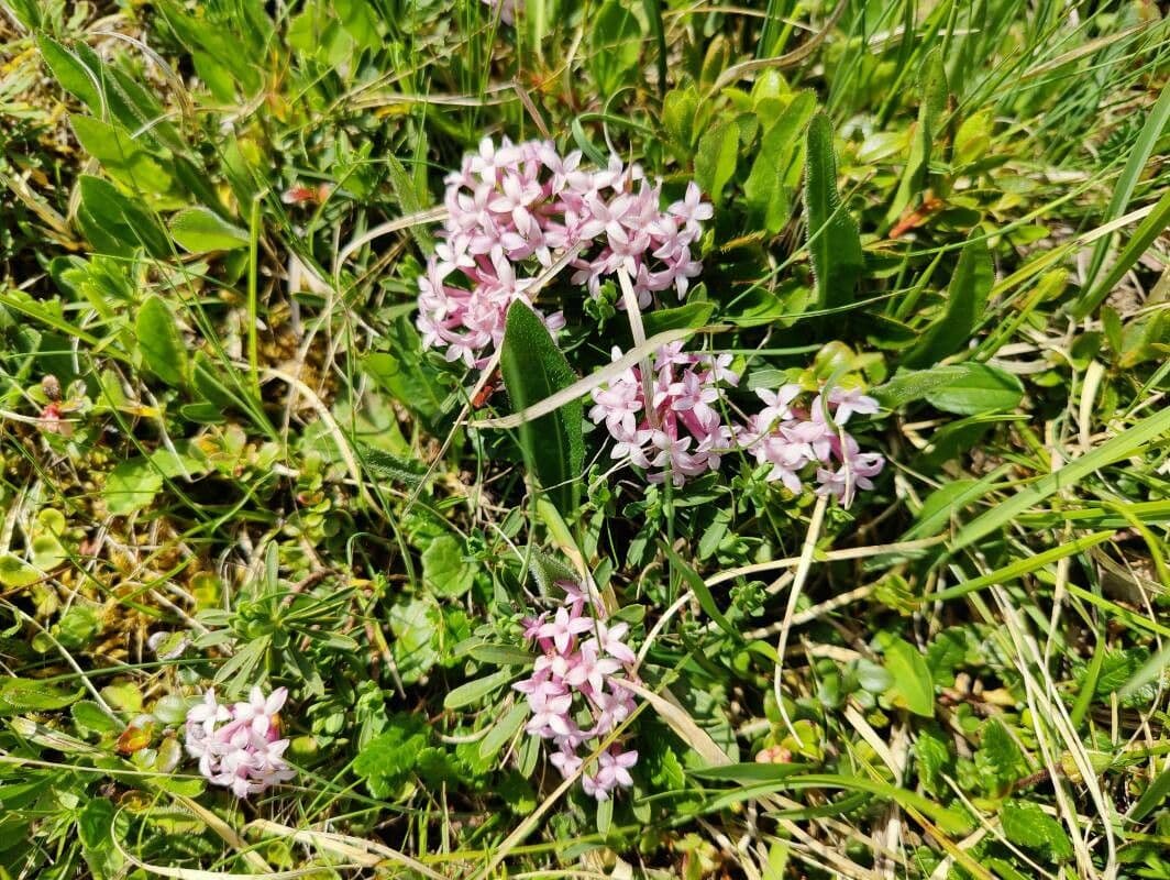 Dafne striata 4