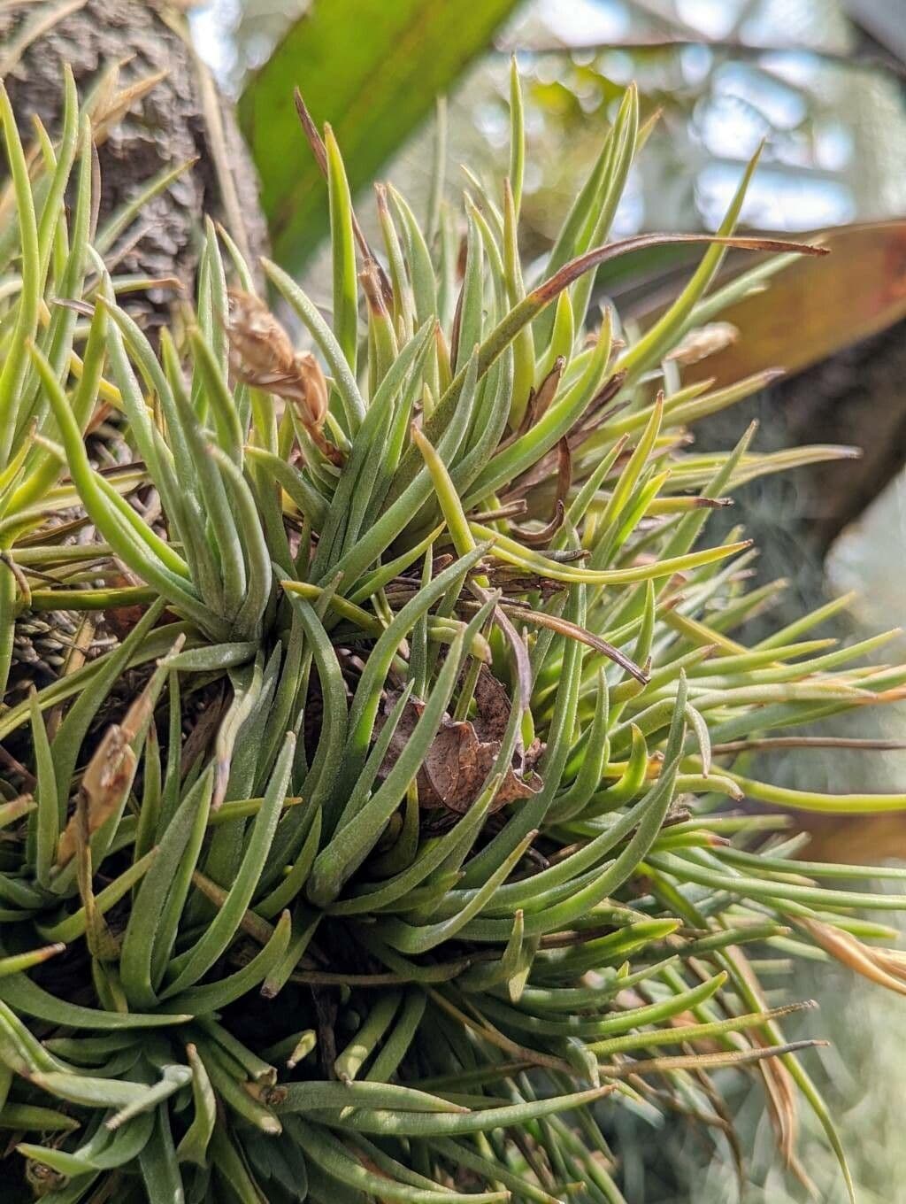 Tillandsia 5
