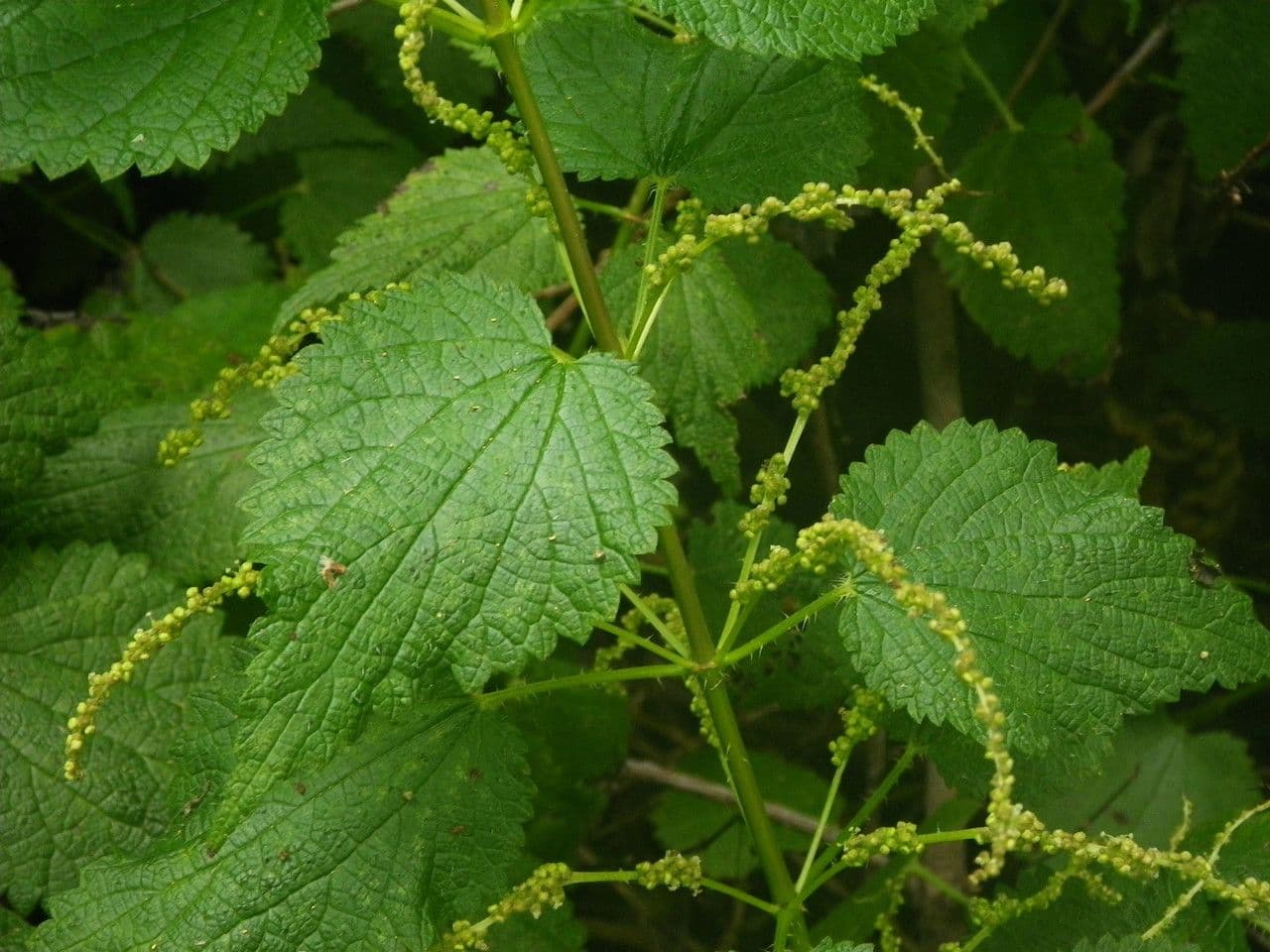 Ortica morifolia 8