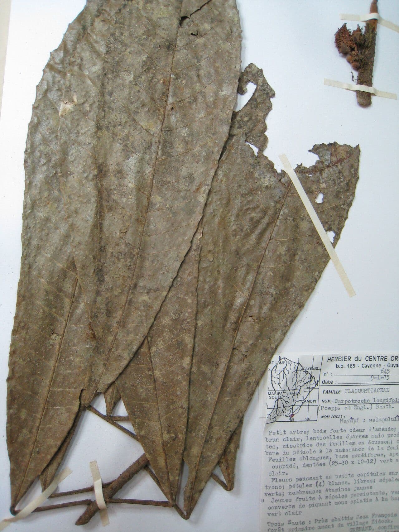 Carpotroche 3